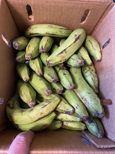 Gros Michel Banana Big Mike Pre Order Miami Fruit