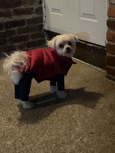 Customer photo review of Pup Wax Luxe Dog Nose Balm and Paw Wax