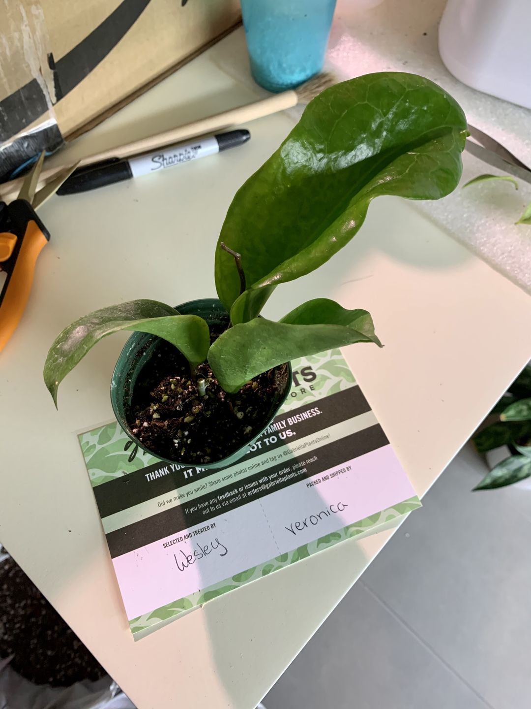 Customer photo review of 3" Hoya Surigaoensis | Collector's Series