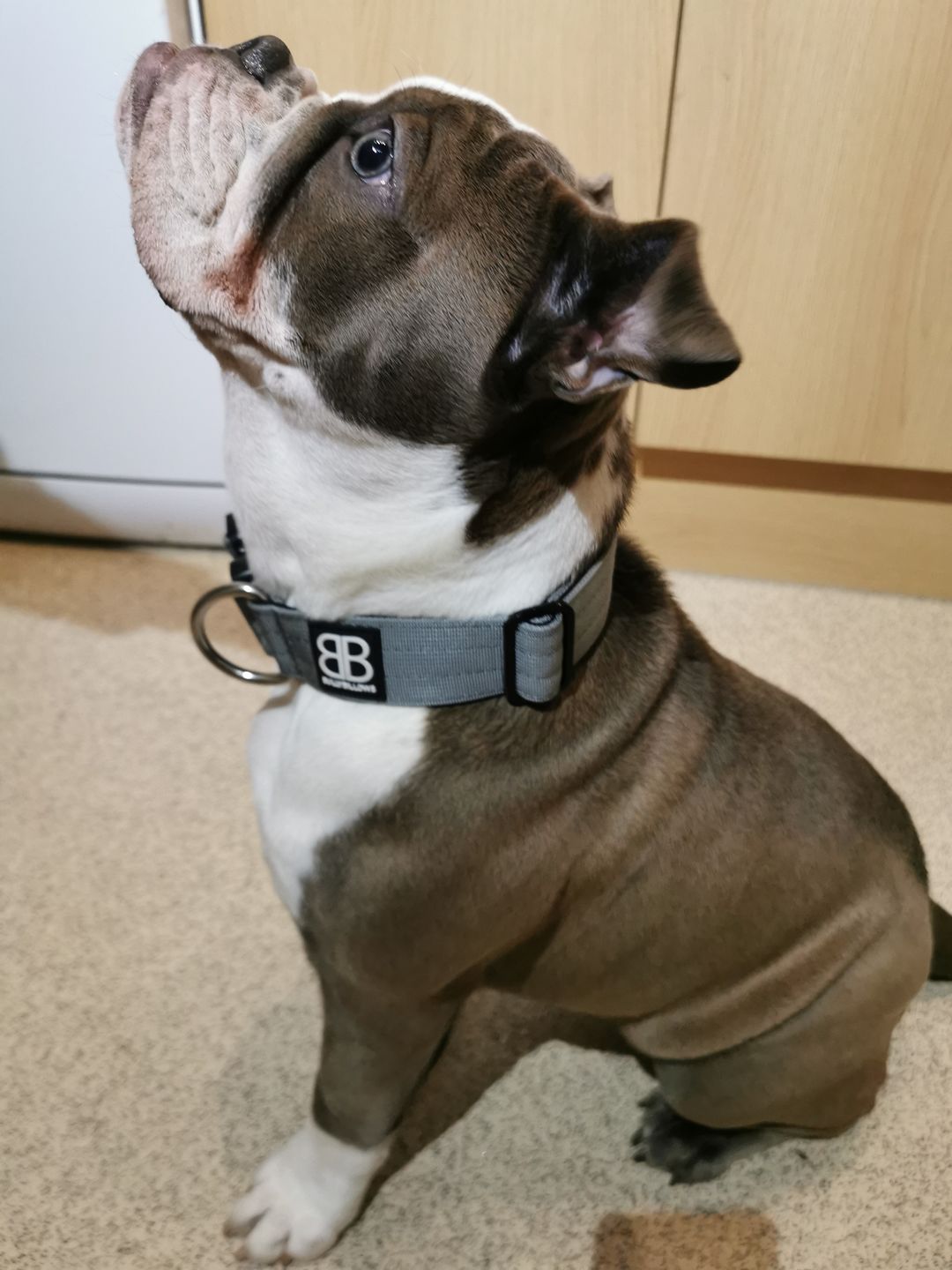 Customer photo review of 4cm Combat® Collar | Rated Clip - NO HANDLE - Metal Grey v2.0