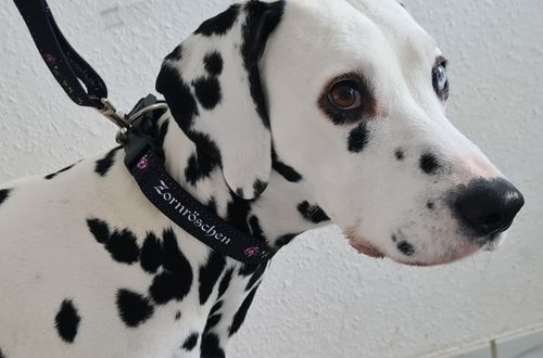 Customer photo review of Zornröschen - Hundehalsband