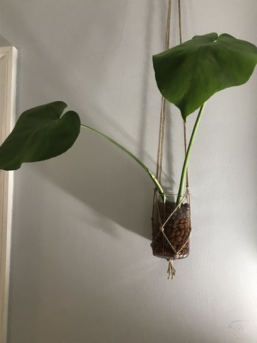 Customer photo review of GROW!T Clay Pebbles, 25L