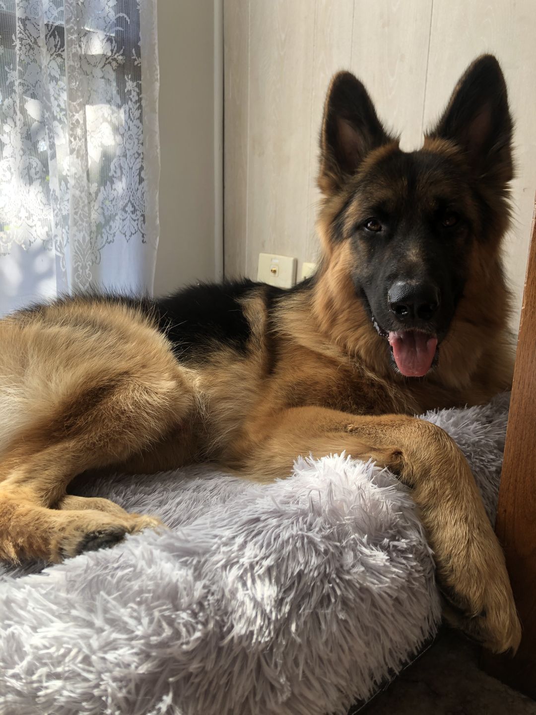 Customer photo review of Calming Bed Cover for Kangaroo Bed