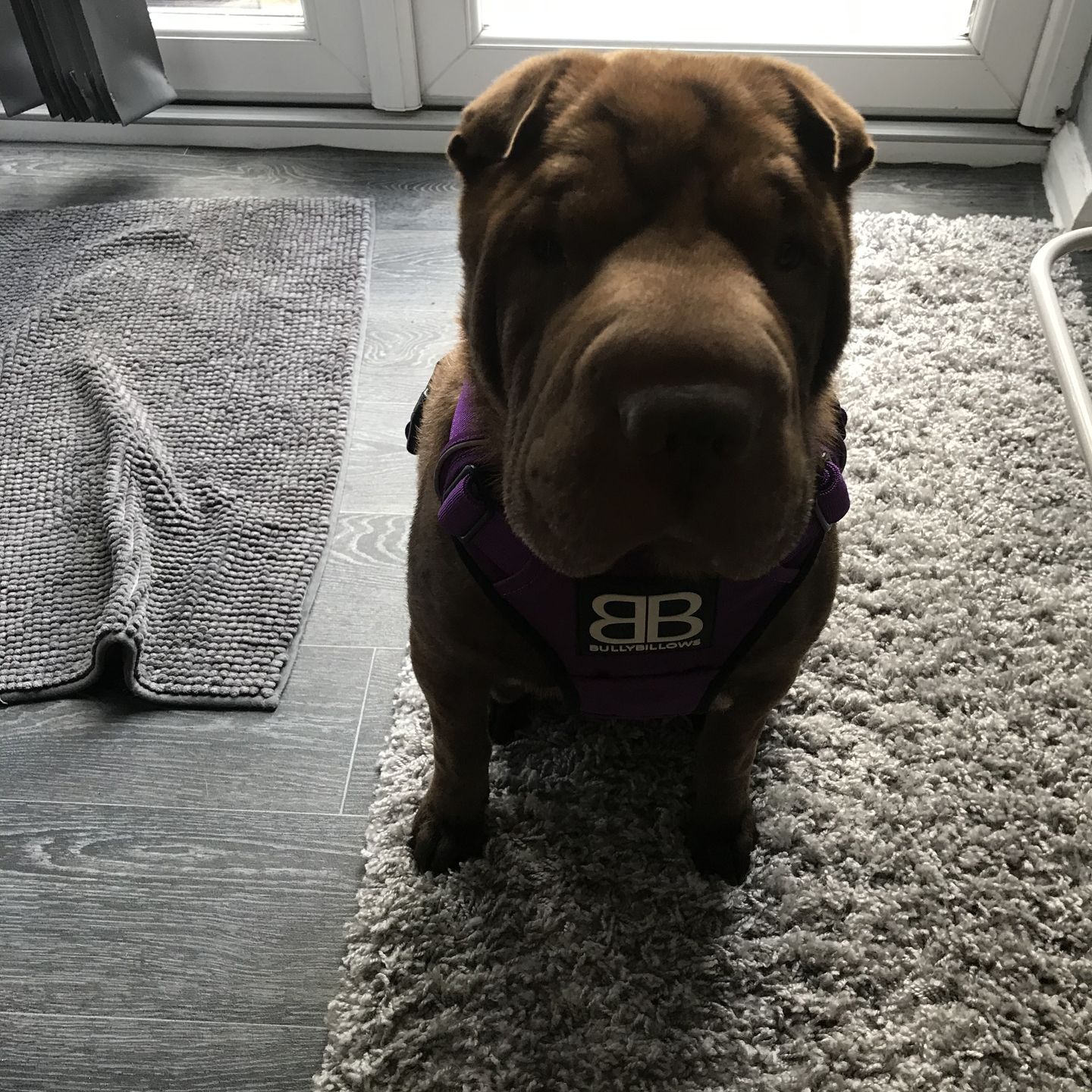 Customer photo review of Slip Lead | Anti-Pull & Anti-Choking Training Lead - Purple
