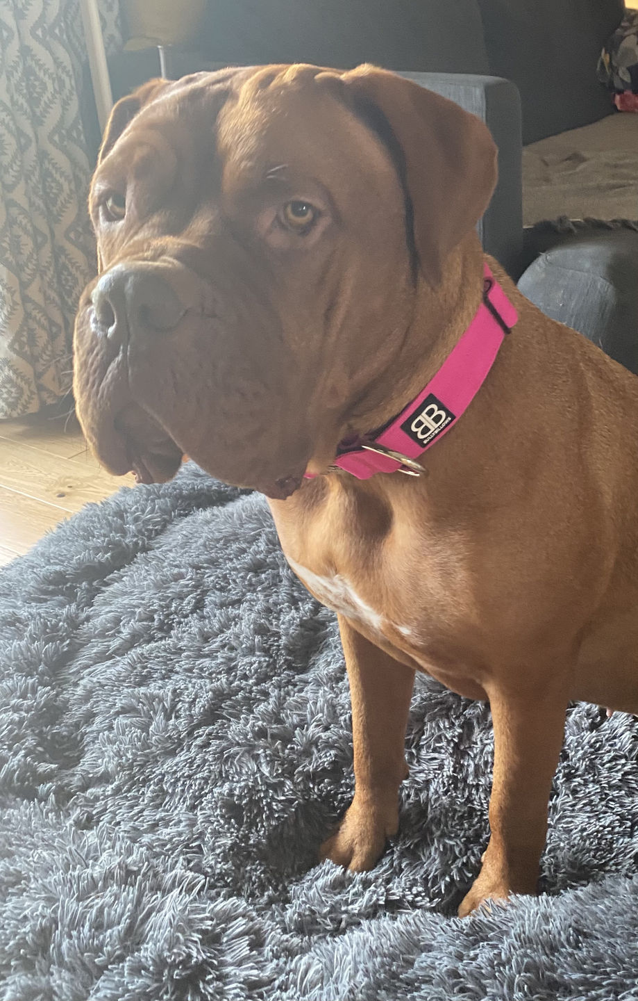 Customer photo review of 4cm Combat® Collar | Rated Clip - NO HANDLE - Magentas v2.0