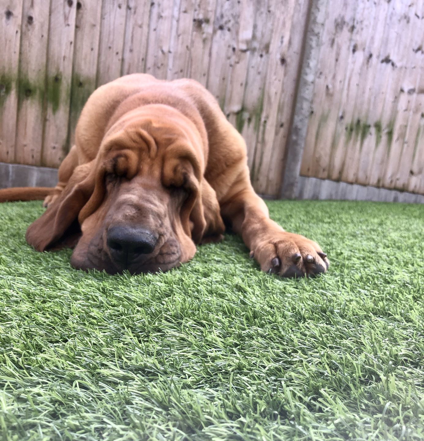 Customer photo review of Dog Spray