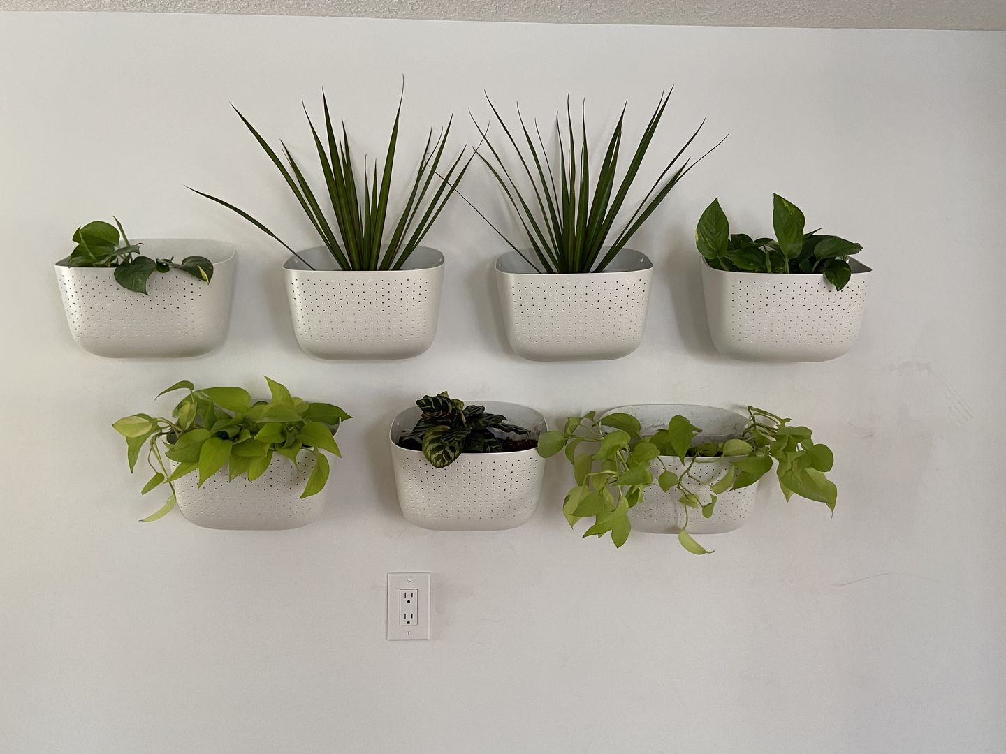 Customer photo review of Eco White Wall Planter