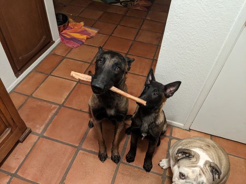 Customer photo review of 12 inch Standard Bully Sticks