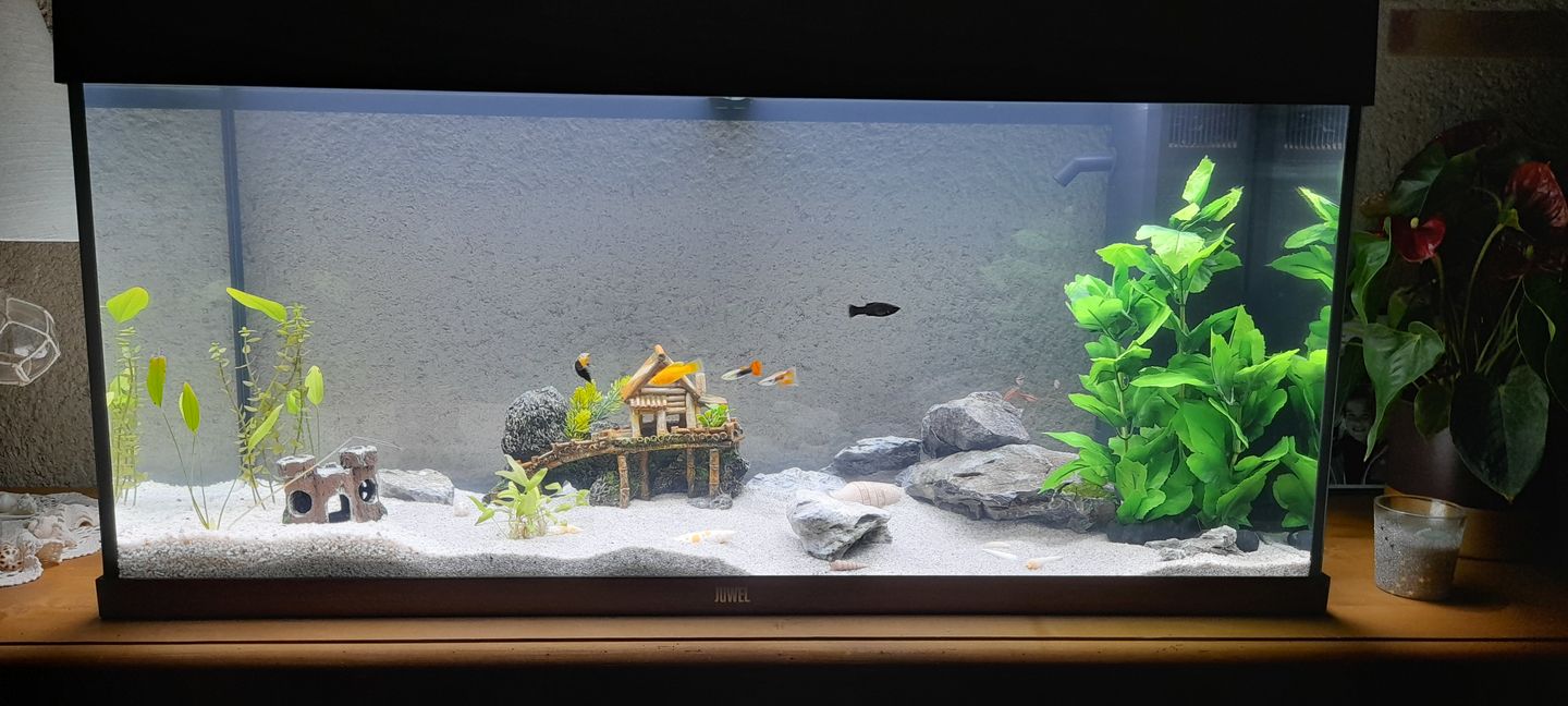 Customer photo review of Aquarium Rio 180 LED Chêne Équipé JUWEL - 180L