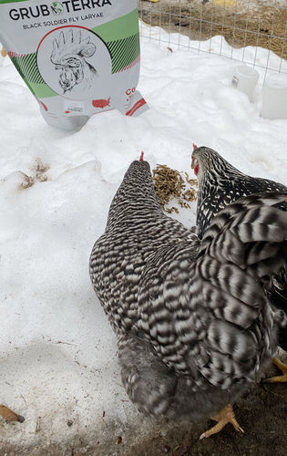 Customer photo review of GrubTerra Dried Larvae