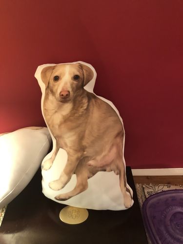 Customer photo review of Create A Custom Dog Pillow