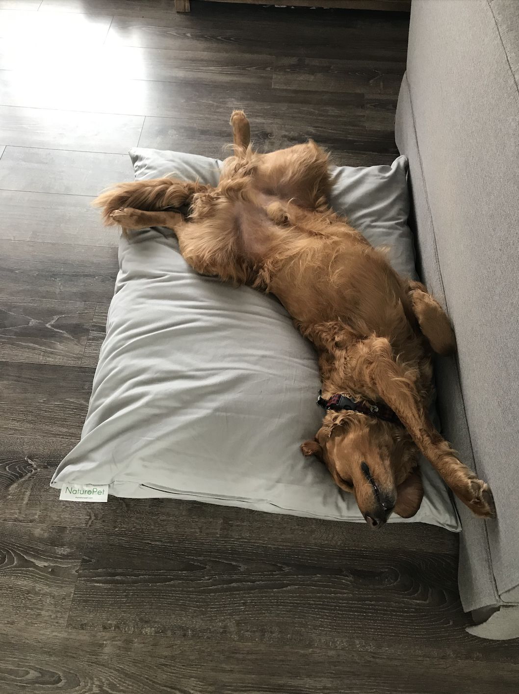 Customer photo review of NaturoPet Natural Pet Bed, Luxury Natural Wool & Organic Cotton - Indoor