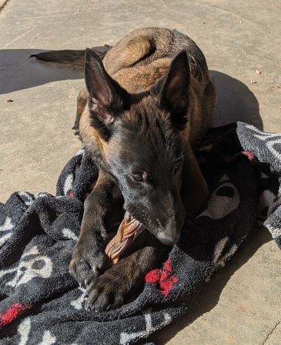 Customer photo review of 6 Inch Standard Braided Bully Sticks