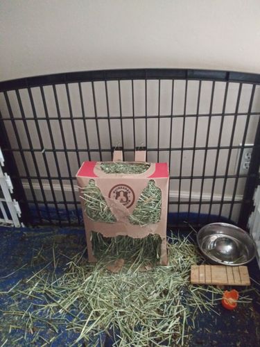 Customer photo review of GuineaDad Nourish Series - Timothy Hay (3 Pack)