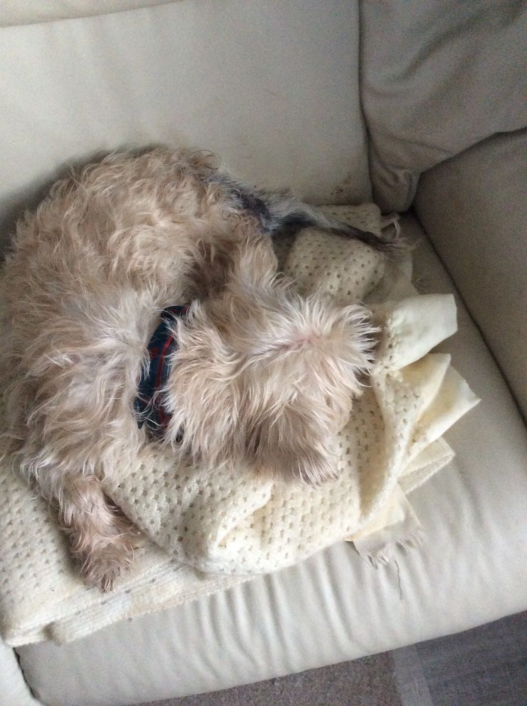 Customer photo review of Dog Spray