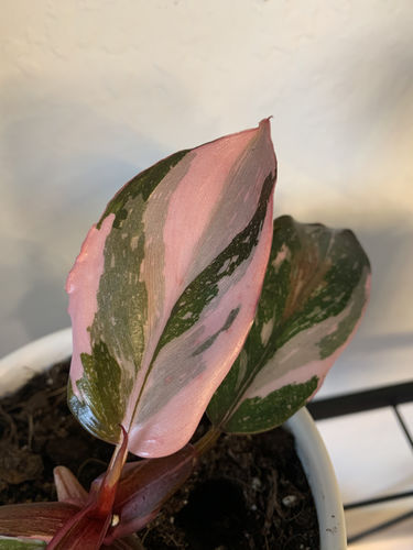 Customer photo review of Small Philodendron 'Pink Princess'