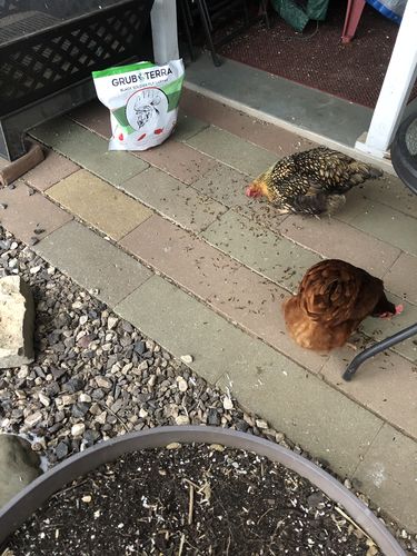 Customer photo review of GrubTerra Dried Larvae