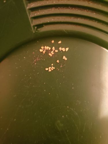 Customer photo review of 5 Lb. NUGGET RESERVE™ Gold Paydirt Unsearched BOGO