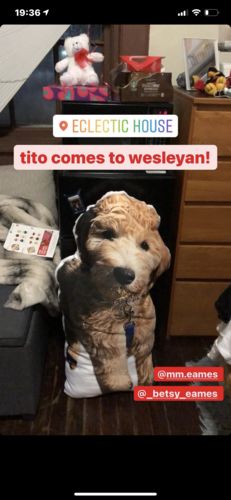 Customer photo review of Create A Custom Dog Pillow