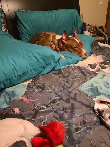 Customer photo review of Turquoise Rose Skull Bedding