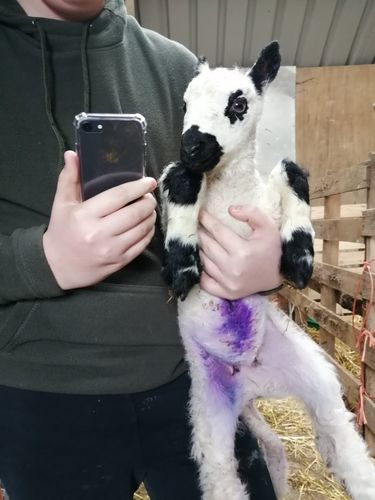 Customer photo review of Apple iPhone 8 64GB Space Grey Unlocked Refurbished Excellent