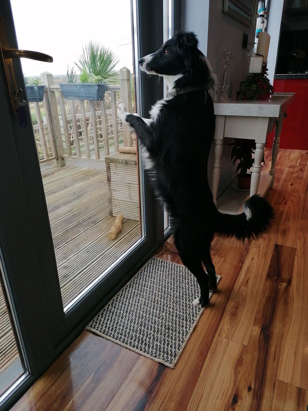 Customer photo review of Remote Training Collar System