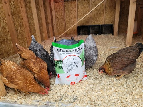 Customer photo review of GrubTerra Dried Larvae