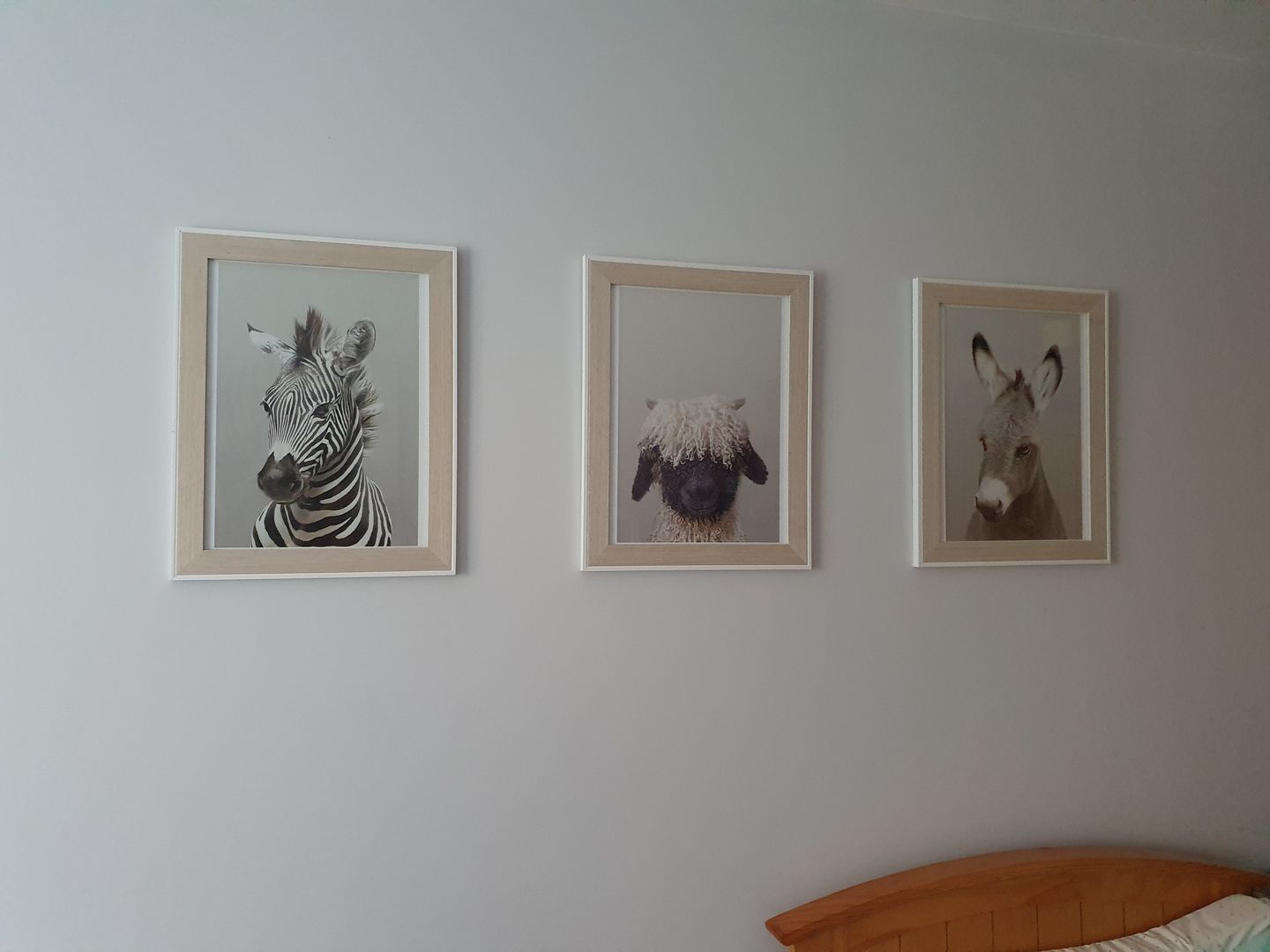 Customer photo review of Black Nose Sheep Print