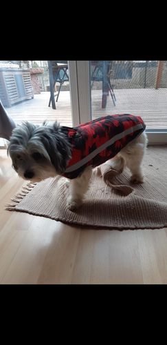 Customer photo review of Pfotenlove - Premium Hundewintermantel - Design Yellow Edition