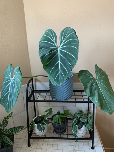 Customer photo review of Delivery Protection