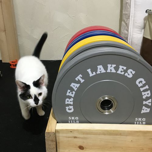 Customer photo review of 140kg set of high quality bumper plates( shipping included)