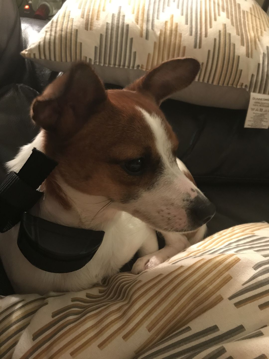 Customer photo review of Anti Bark Training Collar