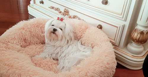 Customer photo review of Cuccia Antistress Per Pelosetti - Super Cucciolo®