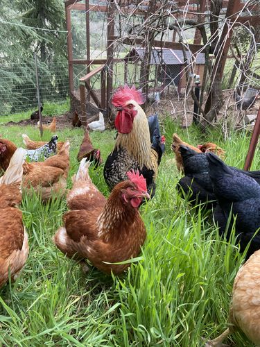 Customer photo review of GrubTerra Dried Larvae