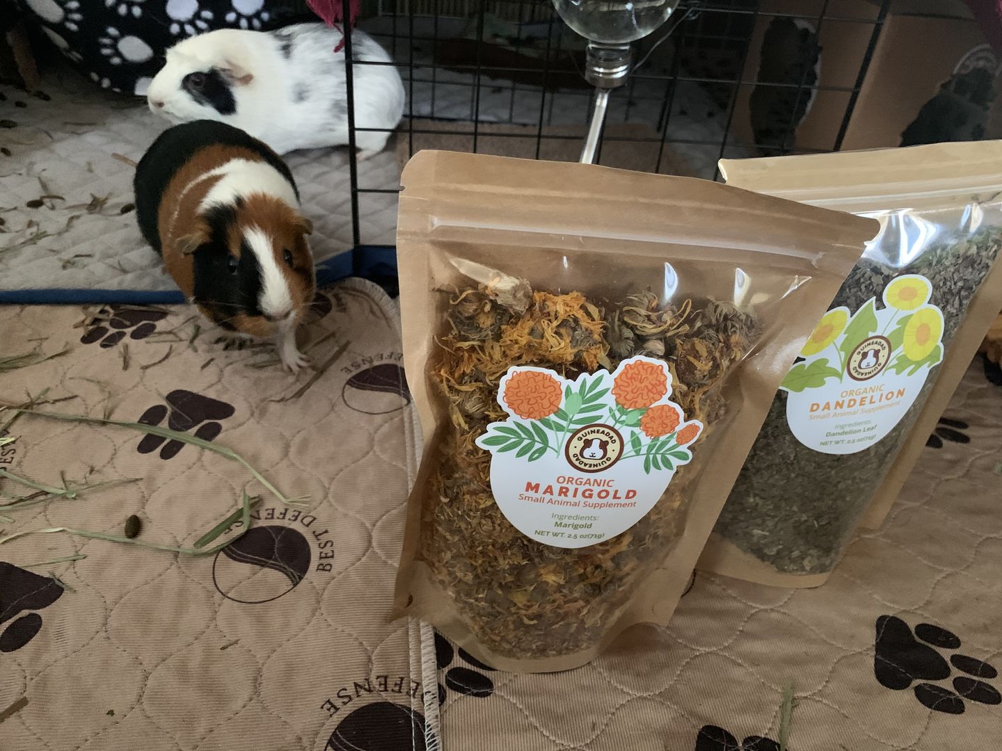 Customer photo review of GuineaDad Nourish Series - Herbal Supplement