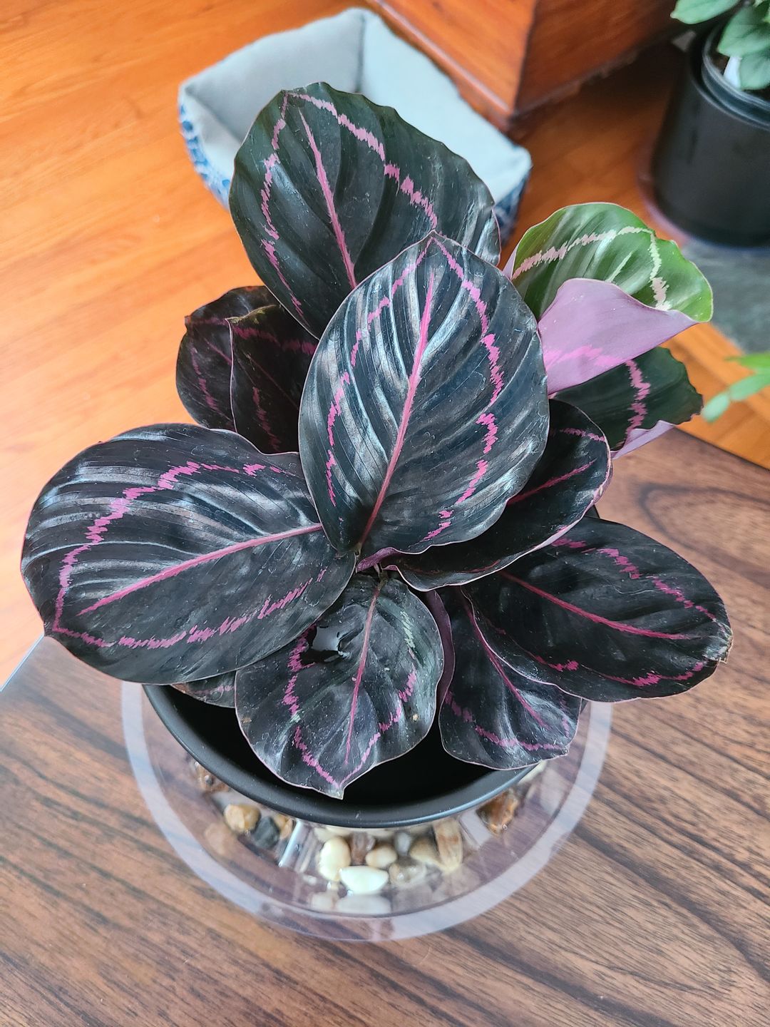 Customer photo review of 4" Calathea roseopicta 'Dottie'