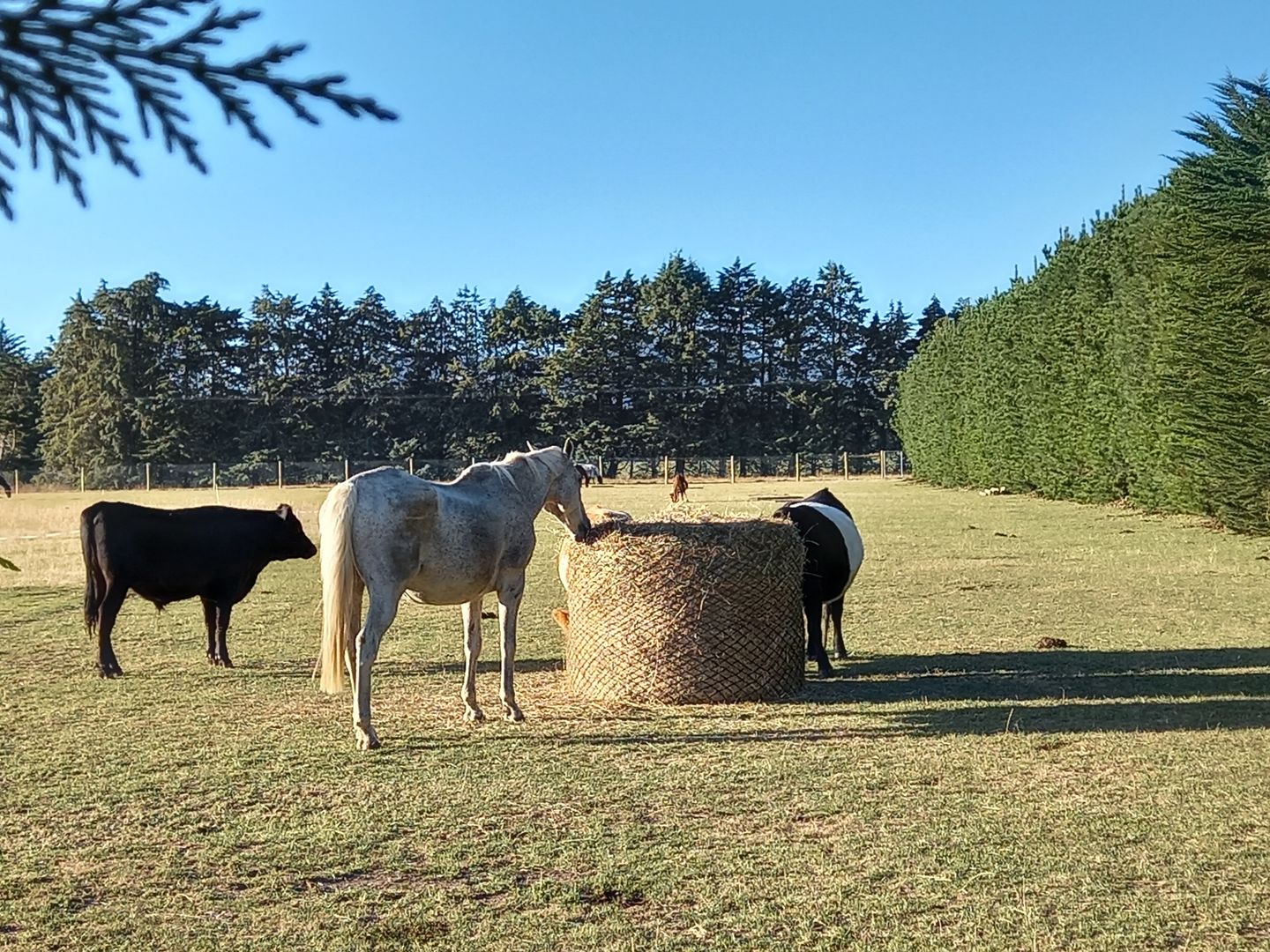 Customer photo review of Silage Bale Hay Net