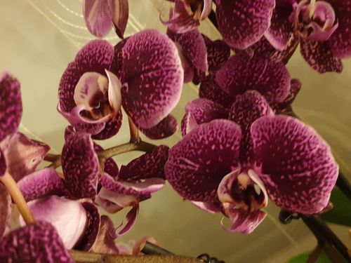 Customer photo review of 1 Phal. 'TWO OF US' im 13cm Topf 4-5 Stiele, Farbwunsch bitte angeben!