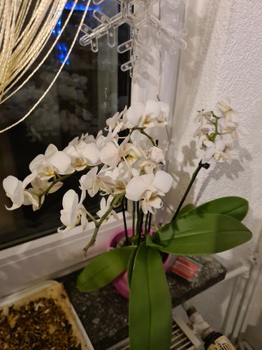 Customer photo review of 1 Phal. TABLE DANCE 'Cute Holly', 2+ Stiele, samtrote Blüten