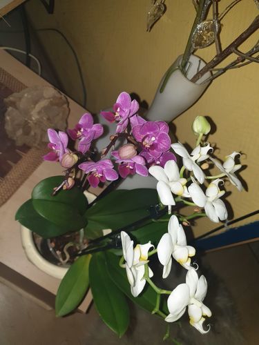 Customer photo review of 1 Phal. COCKTAIL ORCHID, LILA - WEISS,  2 verschiedene Farben pro Topf, 4+ Stiele!!