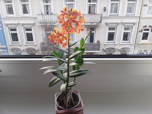 Customer photo review of Dauerblüher 'Nordic Fire' mit orangener Blüte und 2+ Stielen