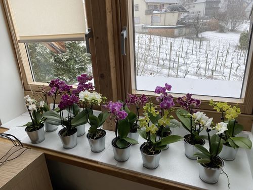 Customer photo review of 6 Stück Phalaenopsis 'Table Dance' im kleinen 9cm Topf, 2+ Rispen, verschiedene Farben
