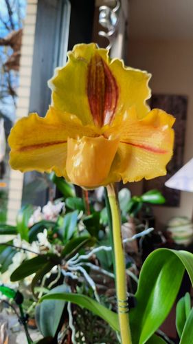 Customer photo review of 1 Orchidee Frauenschuh, Paphiopedilum 'Lippewunder', großblumig braun-gelb und sehr edel! 12cm Topf, 1 Blütenstiel