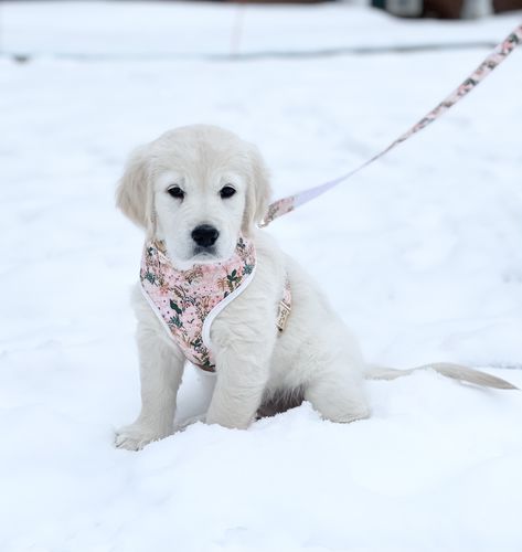 Customer photo review of Rifle paper co dog harness - Pink Meadow