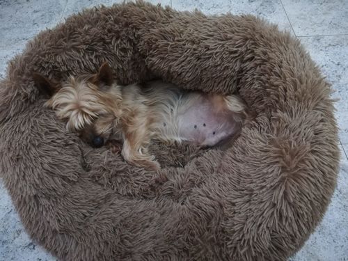 Customer photo review of Cuccia Antistress Per Pelosetti - Super Cucciolo®