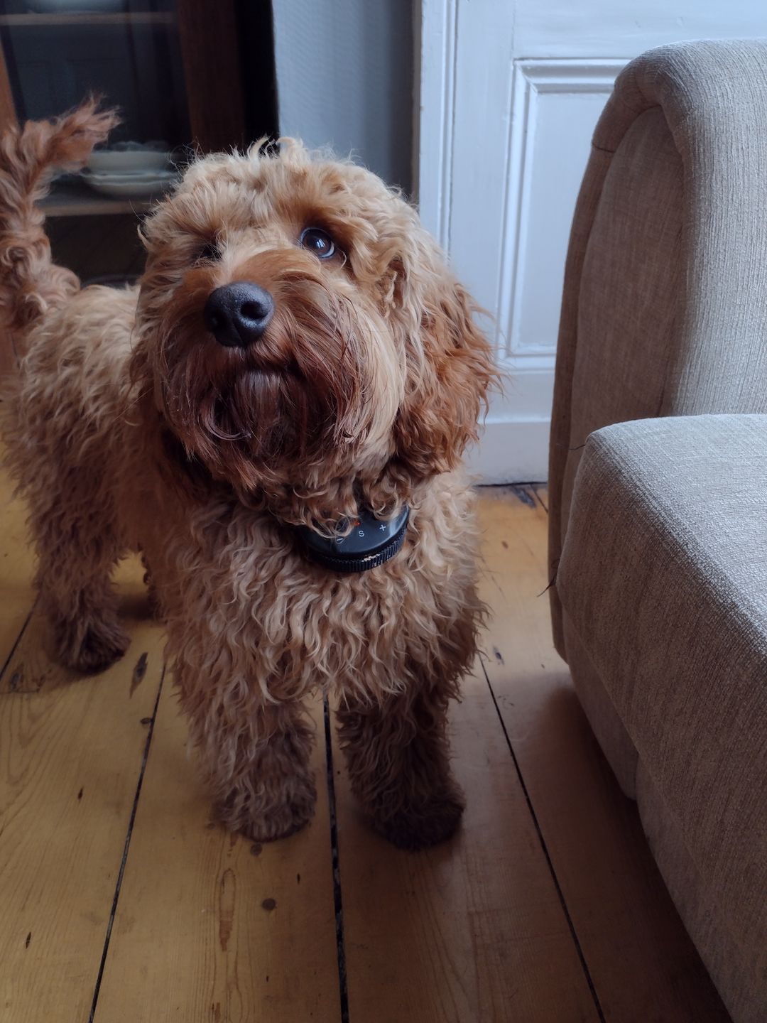 Customer photo review of Anti Bark Training Collar