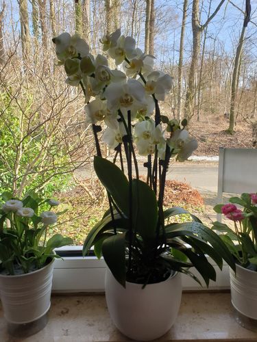 Customer photo review of 1 Phal. 'Two of Us' WEISS, 5-6 Stiele, im 13cm Topf