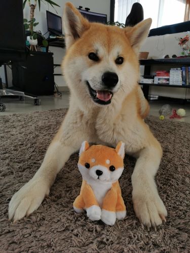Shiba inu mimic toy Clearance