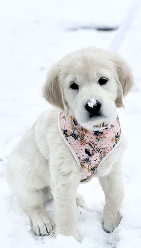 Customer photo review of Girl Floral dog collar/ rifle paper co