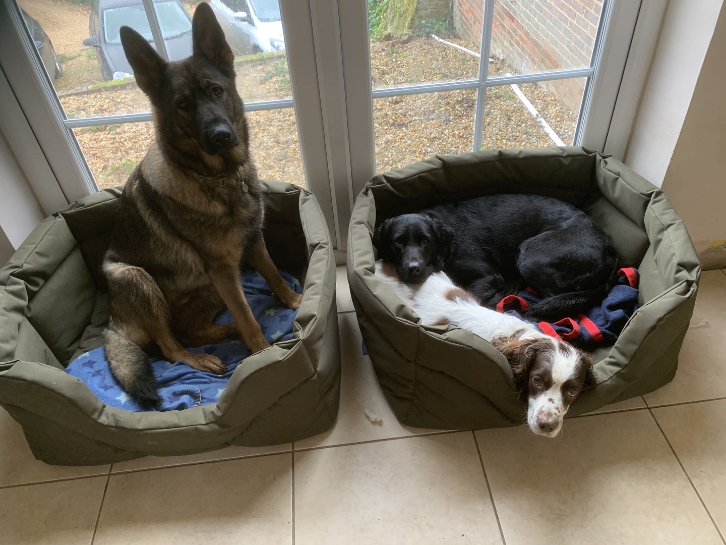 Customer photo review of Country Dog Heavy Duty Rectangular Dog Bed